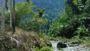 Unik, Aceh Tamiang Miliki Objek Wisata Ikan Dewa Persembahan Raja