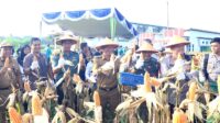 Panen Jagung Perdana bersama Pj Wali Kota dan Forkopimda Prabumulih