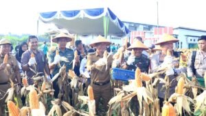 Panen Jagung Perdana bersama Pj Wali Kota dan Forkopimda Prabumulih