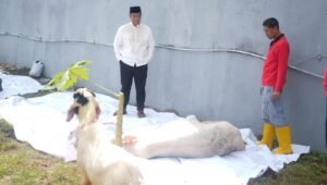 Kemenkumham Sumsel Salurkan 115 Hewan Kurban ke Masyarakat
