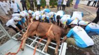 Idul Adha 1445 H, PGN Bagikan 382 Hewan Qurban di Sekitar Wilayah Operasional