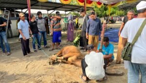 Dinkominfo Muba Bagikan Daging Kurban Gunakan Gedebog Pisang