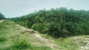 Dugaan Pengalihan Fungsi Lahan HGU PTPN IV Adolina: Puluhan Hektar Digunakan untuk Bisnis Pribadi.