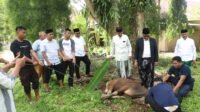 Hari Raya Idul Adha 1445 Hijriah, Pemprov Sulbar Sembelih 15 Ekor Sapi Kurban