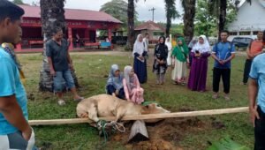 Wujud Syukur, SMK Negeri 2 Rantau Utara Idul Adha 1445 H Penyembelihan Hewan Qurban