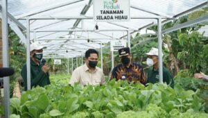 Sempat Ditinjau Erick Thohir, Program TJSL PLN Hidroponik Sako Baru Sukses Panen Puluhan Kilo