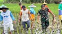 Oplah Rampung, Dandim Mempawah Diundang Kelompok Tani Tanam Padi di Daerah Purun Kecil