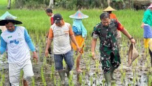 Oplah Rampung, Dandim Mempawah Diundang Kelompok Tani Tanam Padi di Daerah Purun Kecil