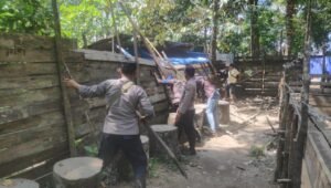 Polsek Semitau Tertibkan Arena Sabung Ayam dan Bubarkan Judi di Semitau Hilir