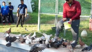 Sudah 500 Merpati “Bercanda” di Kompleks Pemprov Sulbar, Sekda Idris : Kita Dorong Menjadi Ikon Baru Sulbar