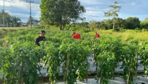 Praka Zainal Abidin Sukses ‘Sulap’ Lahan Tidur jadi Lahan Pertanian Prajurit 644 Walet Sakti