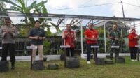 Bantu Kendalikan Inflasi Daerah, Pemkab Kapuas Hulu Launching Tanam Cabai Masal