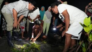 Tebar Kepiting di Hutan Bakau Sumare, Warga Apresiasi dan Dukung Program Pj Bahtiar
