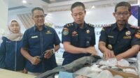 Penyelundupan Benih Bening Lobster (BBL) Senilai Rp 22,3 Miliar Digagalkan
