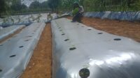 Strategi Pemkab Purwakarta dalam Mengendalikan IPH Melalui Penanaman Cabai dan Bawang Merah