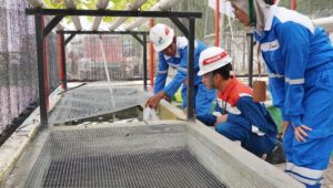 Kolaborasi dengan Mitra Binaan, Ketua Sahabat Farm Melepas 200 Ekor Lele untuk Dikembangkan Pekerja Pertamina di Rumah Pembibitan