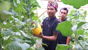 Kelompok Pembibitan Eco Agrotomation Binaan Bukit Asam Panen Perdana Melon Premium