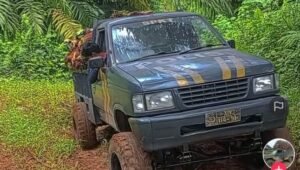 Viral di Tik-tok, Randis Polri Muat Buah Sawit, Ini Penjelasan Kapolsek Tommo