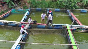Muda dan Berdaya: Kelompok Pemuda Tani Millenial, Regenerasi Local Hero dalam Budidaya Ikan Air Tawar Berkat Pendampingan Pertamina