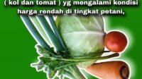 Kondisi Harga Sayuran Anjlok, Dispertan Pemalang Serap Komoditas Petani lokal