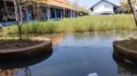 Tenggelam, Agenda Rutin SMPN 4 Ulujami Pemalang Terkendala Banjir Rob