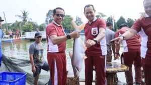 Bentuk Nyata Ketahanan Pangan Nasional, Polda Sumsel Panen 2,5 Ton Ikan