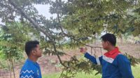 Pertamina Wujudkan Lingkungan Lestari dan Ekonomi Mandiri Melalui Agroforestri Durian