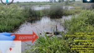 Bocah 11tahun di Ogan Ilir Ditemukan Mengapung Tak Bernyawa di Rawa