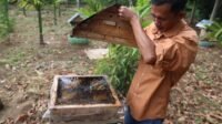 Tingkatkan Kesejahteraan Masyarakat, Bukit Asam (PTBA) Gelar Pelatihan Pengolahan Madu hingga Penanganan Hama