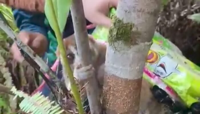 Satu Ekor Kukang Dilepasliarkan di Hutan Sekitar PLBN Nanga Badau