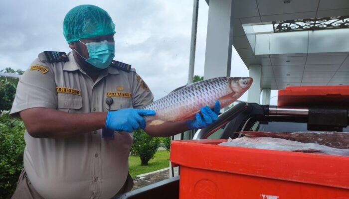 Ikan Jelawat Asal Kapuas Hulu Digemari Pasar Malaysia