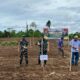 Danrem 182/JO Hadiri Penanaman Jagung Serentak