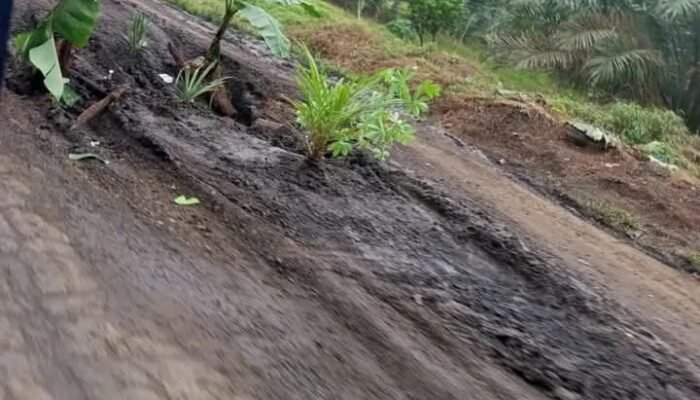 Jalan Tak Kunjung Diperbaiki, Warga Protes Tanam Batang Pisang di Tengah Jalan