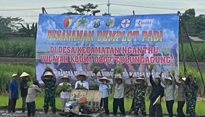 Swasembada Pangan Nasional, Kodim 0807 dan Pemkab Tulungagung Lakukan Penanaman Demplot Padi 