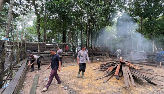 Arena Sabung Ayam di Semitau Hilir Diobrak-Abrik Polres Kapuas Hulu