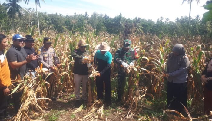 Petani Milenial Padang Magek, Gelar Panen Jagung Perdana, Dapat Apresiasi Dari Pemkab