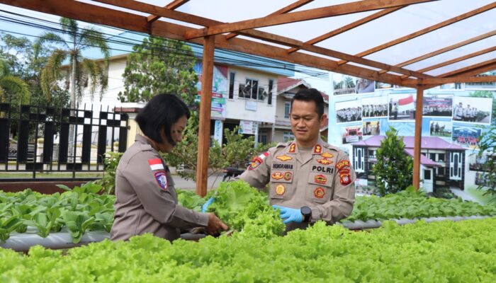 Program Ketahanan Pangan, Polres Kapuas Hulu Kembali Panen Sayuran Hortikultura di Perkarangan Bergizi