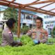 Program Ketahanan Pangan, Polres Kapuas Hulu Kembali Panen Sayuran Hortikultura di Perkarangan Bergizi