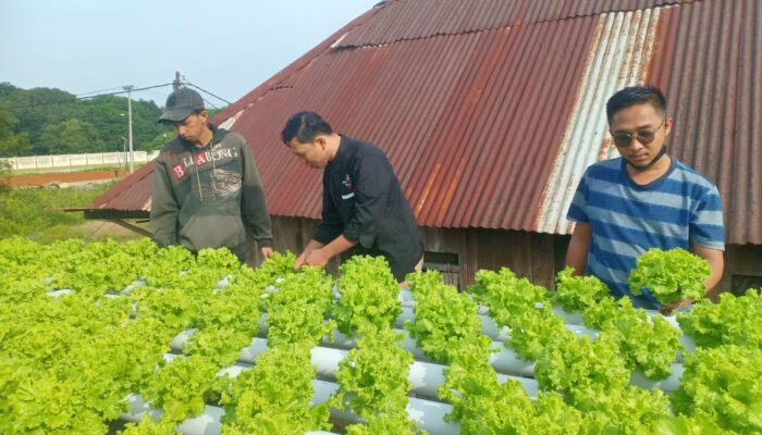 Jelang Ramadhan 2025, Penjualan Sayur Hidroponik Kian Meningkat