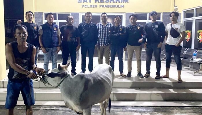 Penjahat Sapi Aur Duri Dibelenggu Resmob Polres Prabumulih