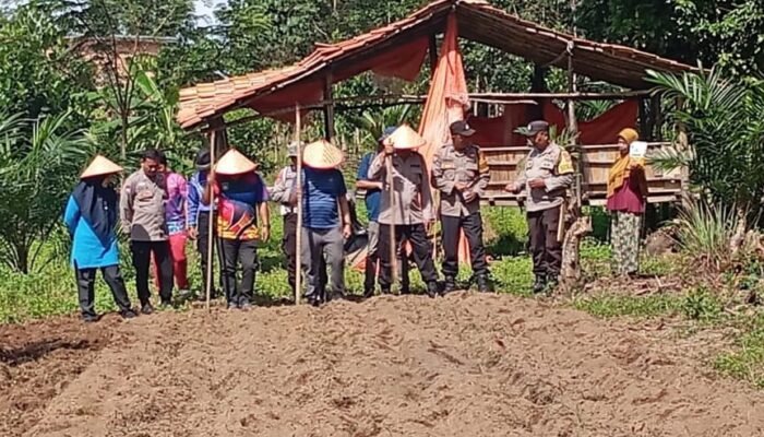 Polsek RKT Tanam Jagung bersama PPL dan Pemerintah Kecamatan