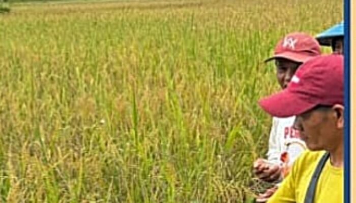 Pincam Bulog Putussibau Sampaikan Kesiapan dan Mekanisme Penyerapan Gabah Petani di Kapuas Hulu