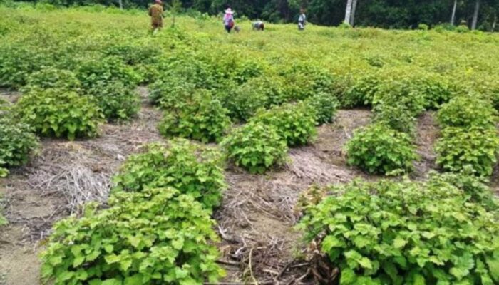 Petani Nilam : Penambangan dan Pengerukan Gunung Lebih Berdampak pada Kerusakan Lingkungan