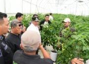 Pemprov Sulbar Kepincut Kembangkan Cabe Katokkon Khas Sulbar