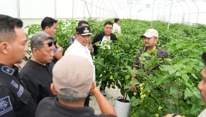 Pemprov Sulbar Kepincut Kembangkan Cabe Katokkon Khas Sulbar