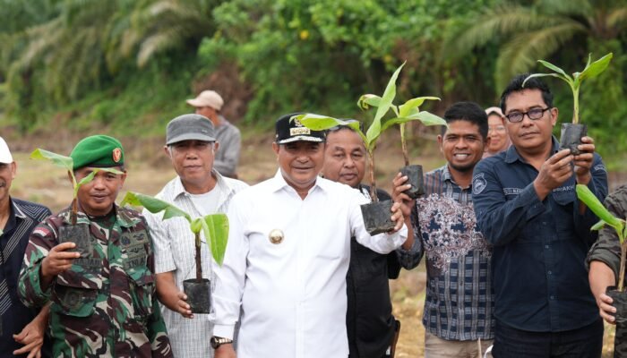 Antusias Warga Pasangkayu Menanam Pisang Cavendis