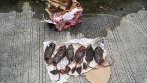 Tempo Kembali Mendapat Kiriman Bangkai Hewan, Kali ini Tikus yang Dipenggal