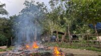 Polsek Silat Hilir dan BKO Polres Kapuas Hulu Bongkar Arena Judi Sabung Ayam di Dusun Sauk Atas