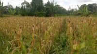 Poktan Belawan Desa Pulau Manak Siap Panen Jagung Perdana