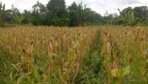 Poktan Belawan Desa Pulau Manak Siap Panen Jagung Perdana